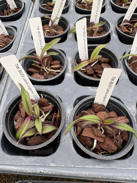 Laelia angereri