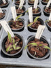 Laelia angereri
