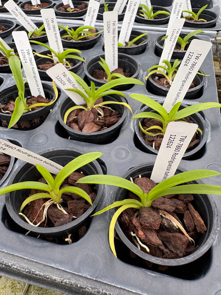 Rodriguezia bahiensis