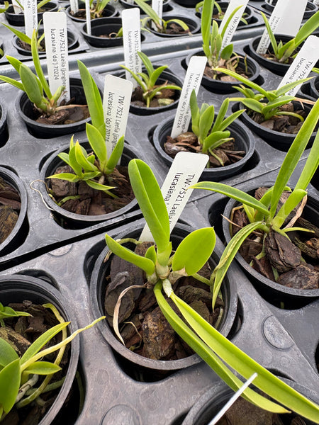 Laelia (jongheana x lucasiana)