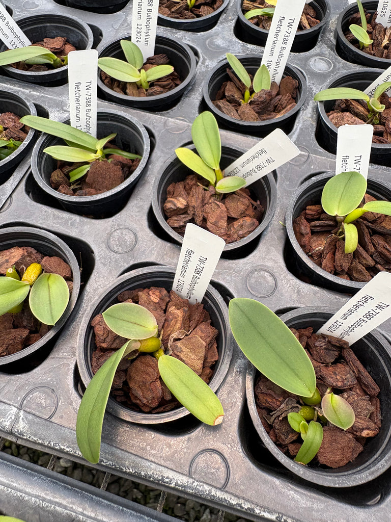 Bulb. fletcherianum