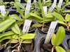 Robiquetia spathulata