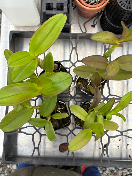 Dendrobium mirbelianum