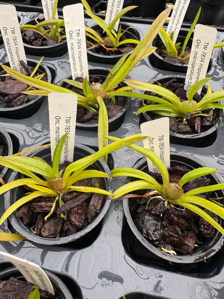 Hispaniella henekenii x Onc macropetalum