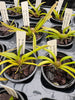 Golumnia LOC Moai — just registered—Hispaniella henekenii x Onc. macropetalum