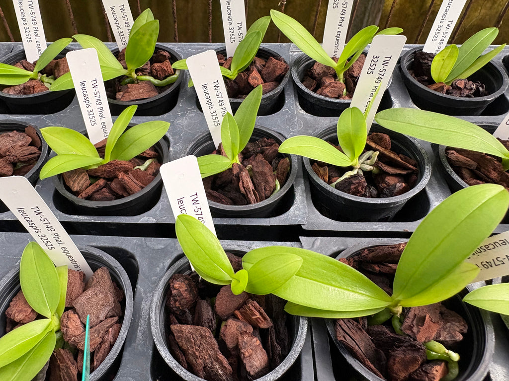 Phal. equestris var. leucaspis