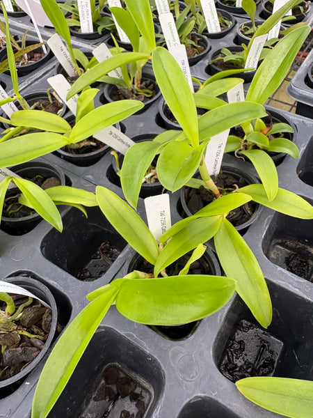Cattleya forbesii