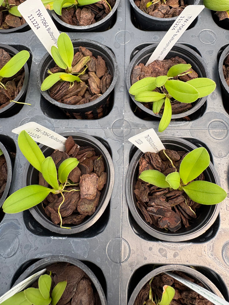 Bulbophyllum makoyanum