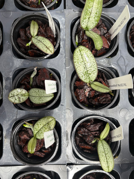 Phal. philippinensis