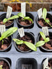 Phal. amabilis (Irian Jaya)