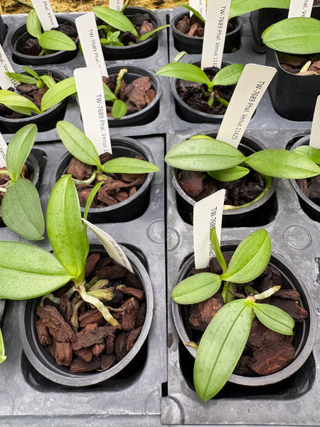 Phal. Venus
