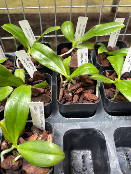 Phal. (pulchra x tetraspis