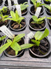 Laelia(dayana x praestans)