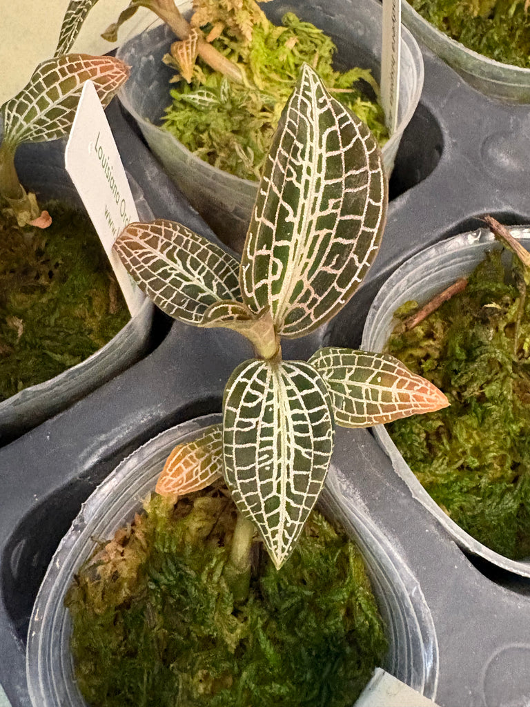 Goodyera hispida