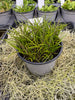 COMPOT Schoenorchis buddleiflora