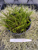 COMPOT Schoenorchis buddleiflora