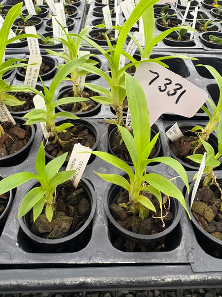 Zygopetalum mackayi