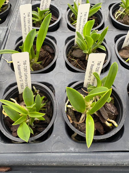 C. jongheana ‘Jutta’ x ‘Assendorfer D’