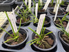 Cleisostomopsis eberhardtii 6 Pack