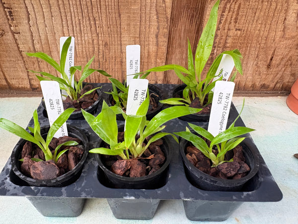 Coelogyne tomentosa