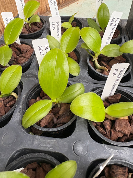 Phal. (speciosa x pulchra)
