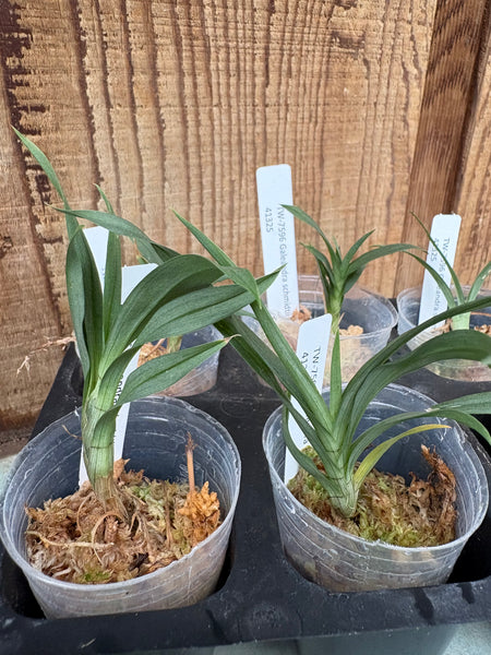 Galeandra schmidtii