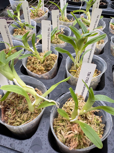Grammangis ellisii
