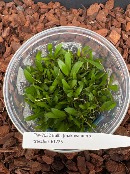 FLASK Bulb. (makoyanum x treschii)