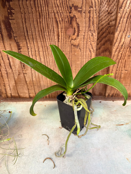 Phal. equestris fma. alba