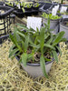 COMPOT Angraecum (magdalene x praestans)