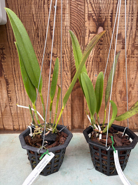 Rlc. Keowee ‘Mendenhall’