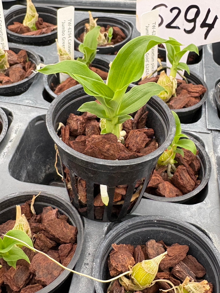Ctsm. pileatum ‘Jumbo Green Gold’