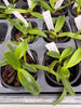 Laelia purpurata fma sanguinea (4N)