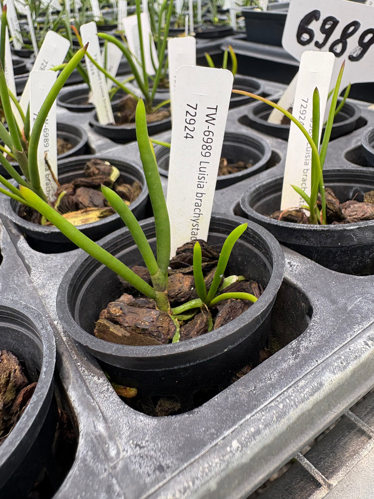 Luisia brachystachys