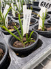 Luisia brachystachys