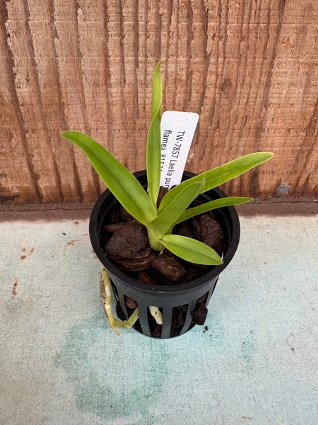 Laelia purpurata var flamea