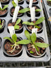 Aerangis biloba