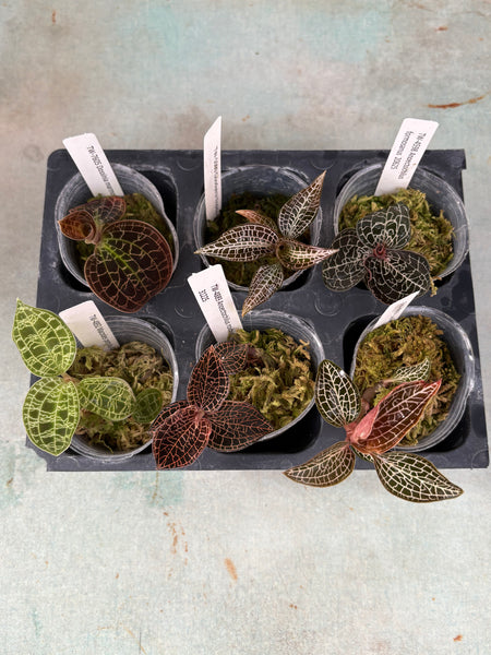 Jewel Orchid 6 Pack Sampler
