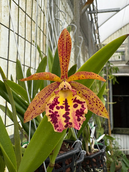 Brassocattleya Rustic Spots