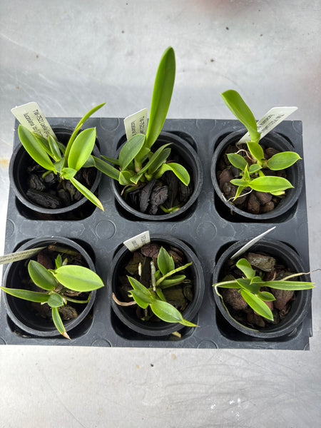 Laelia (jongheana x lucasiana) 6 Pack