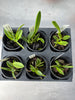 Laelia (jongheana x lucasiana) 6 Pack