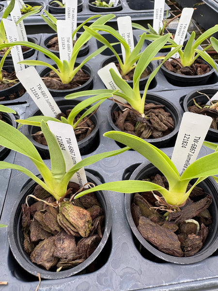 Jumellea arachnantha