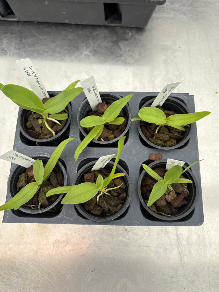 Angraecum comorense 6 Pack