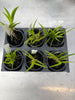 Tolumnia urophylla 6 Pack