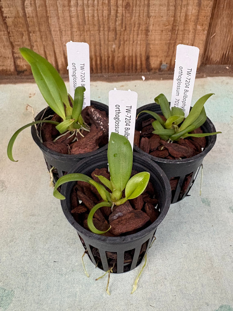 Bulb. orthoglossum