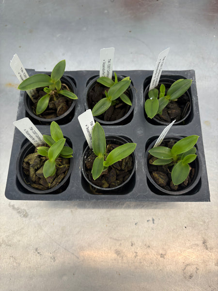 C. jongheana ‘Jutta’ x ‘Assendorfer D’ 6 Pack