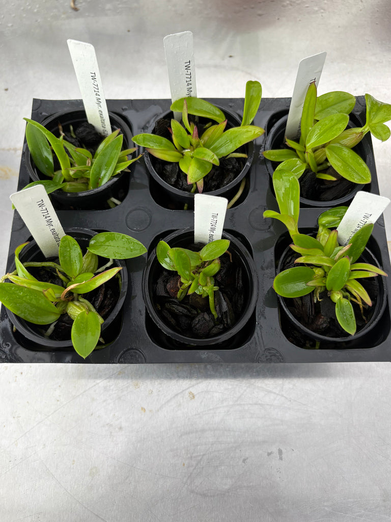 Myr. exaltata 6 Pack