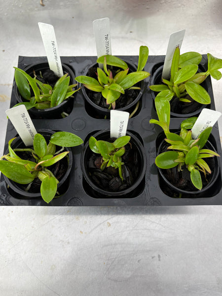 Myr. exaltata 6 Pack
