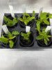 Myr. exaltata 6 Pack