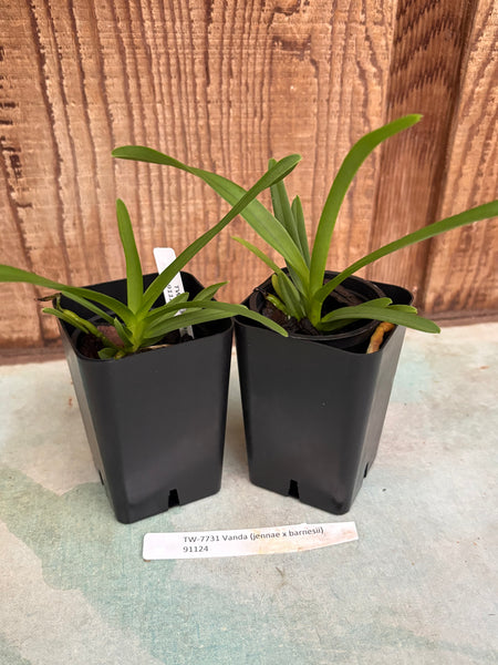 Vanda (jennae x barnesii)